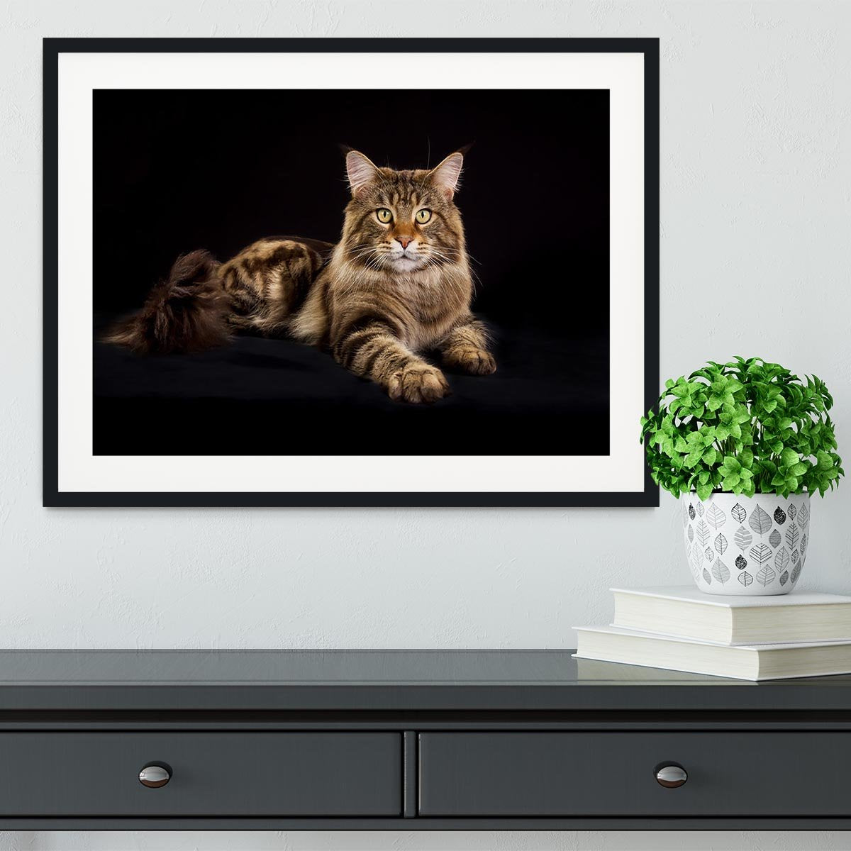 Purebred Maine Coon cat Framed Print - Canvas Art Rocks - 1