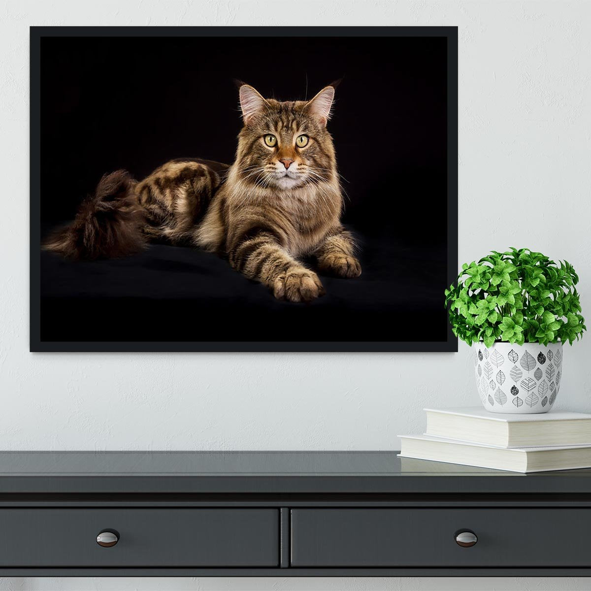 Purebred Maine Coon cat Framed Print - Canvas Art Rocks - 2