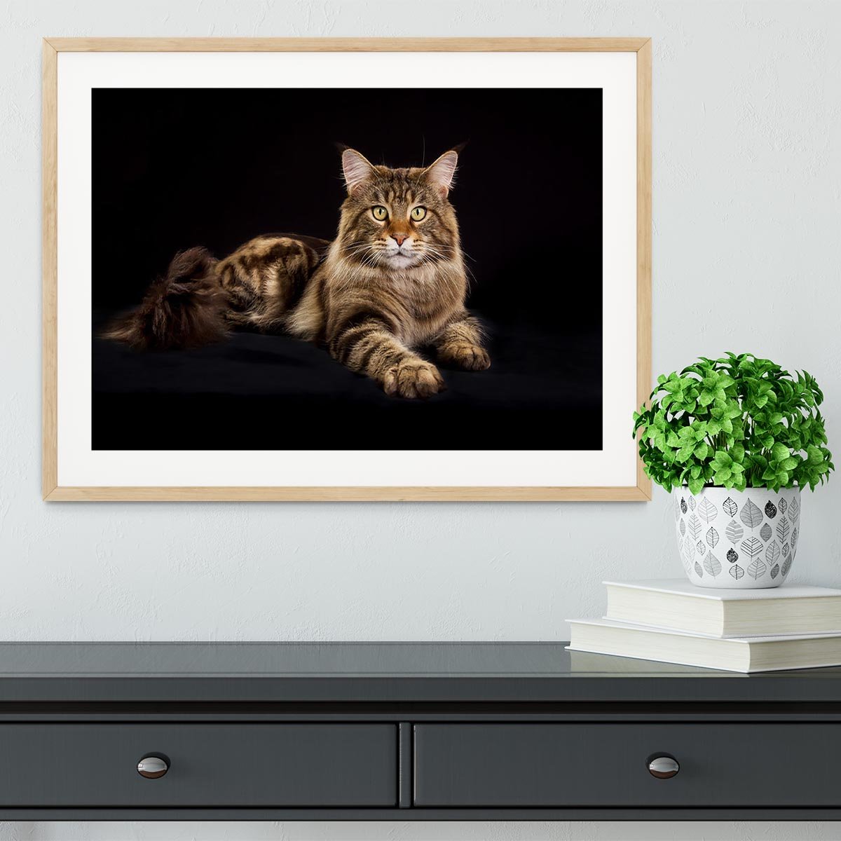 Purebred Maine Coon cat Framed Print - Canvas Art Rocks - 3