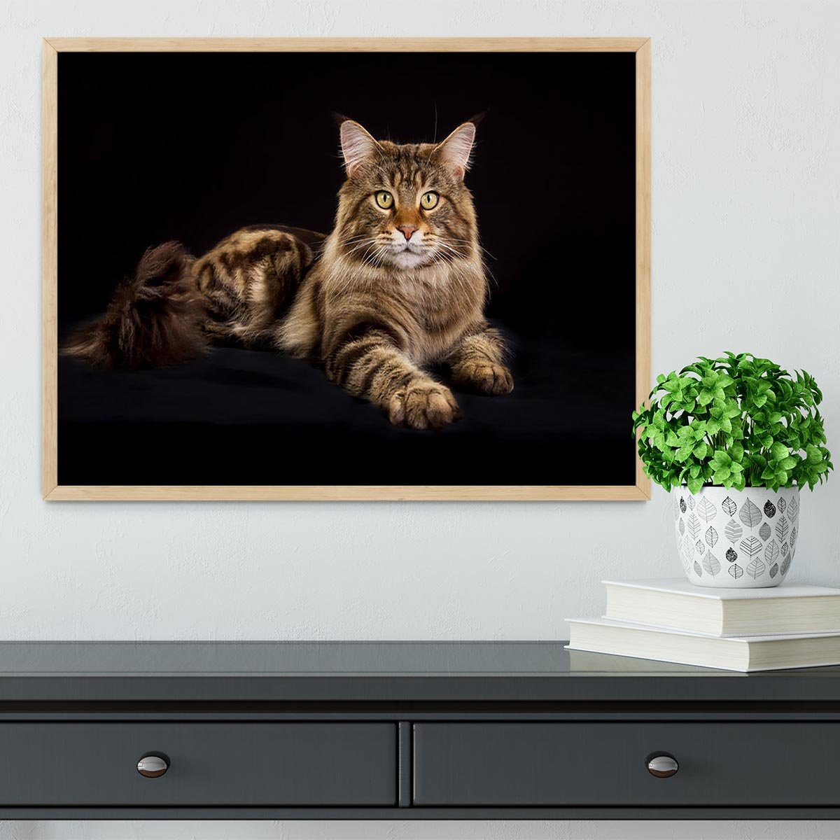 Purebred Maine Coon cat Framed Print - Canvas Art Rocks - 4