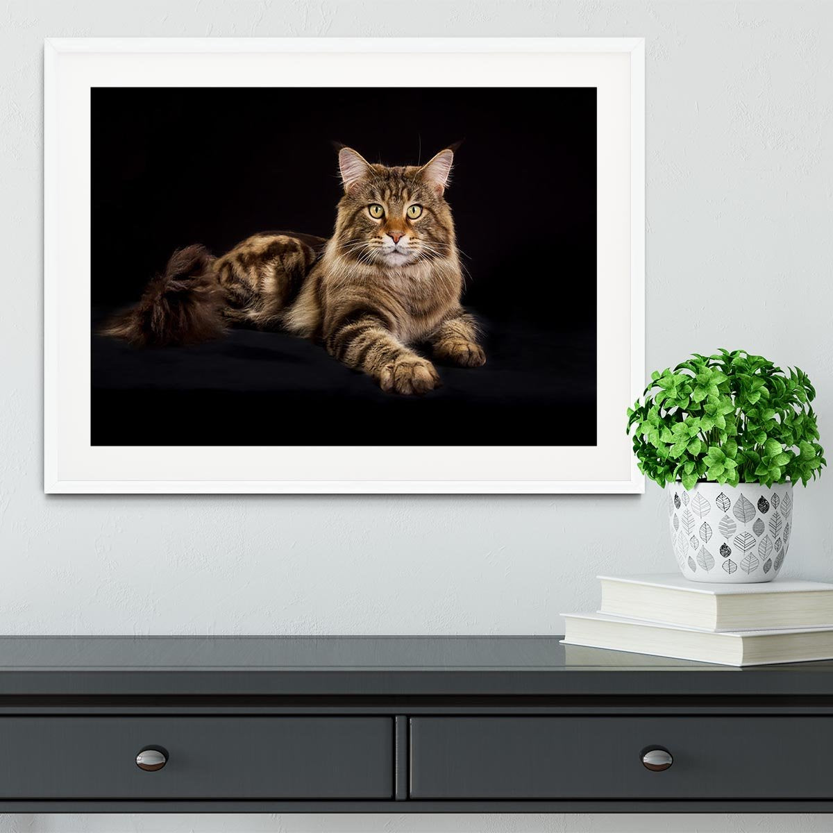 Purebred Maine Coon cat Framed Print - Canvas Art Rocks - 5