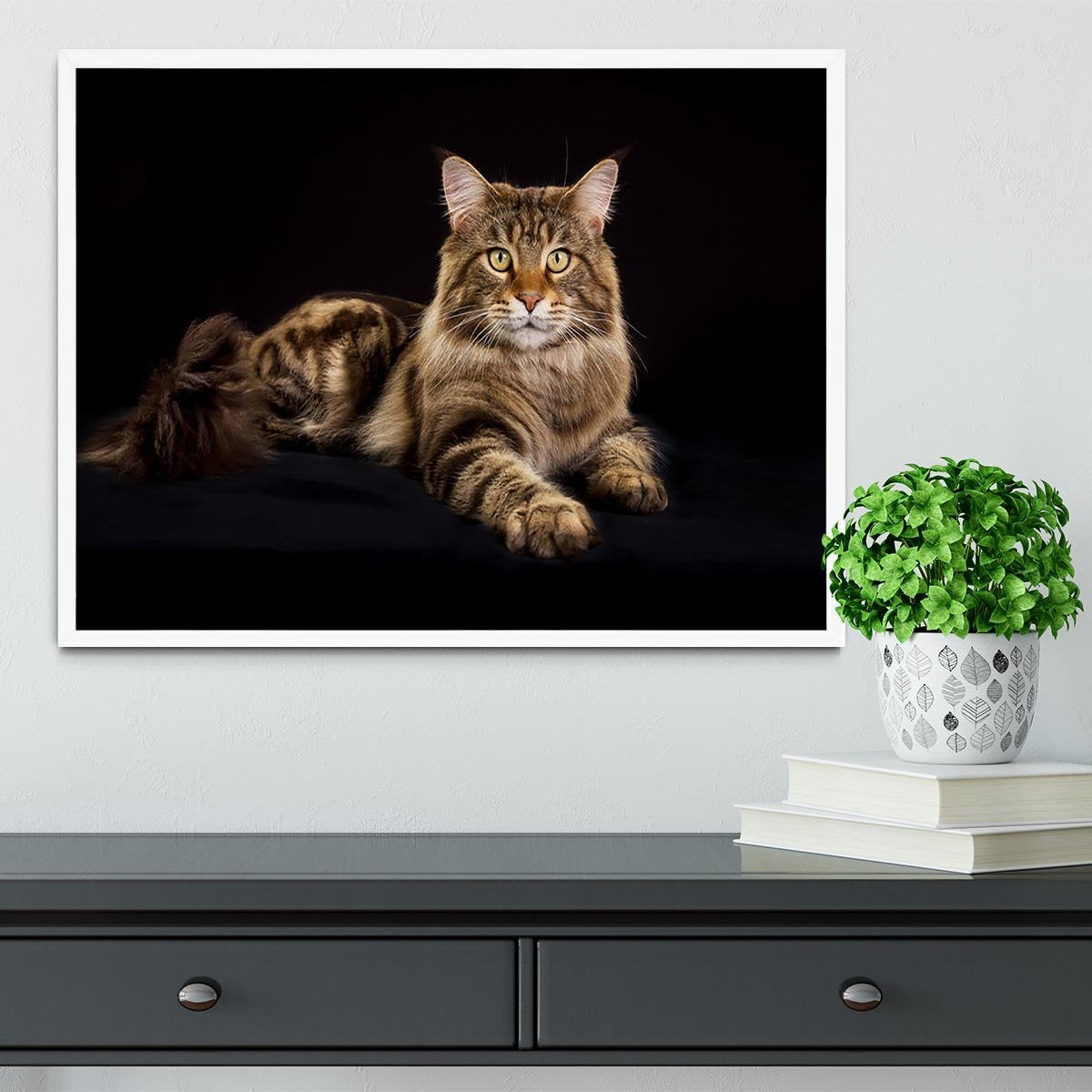 Purebred Maine Coon cat Framed Print - Canvas Art Rocks -6