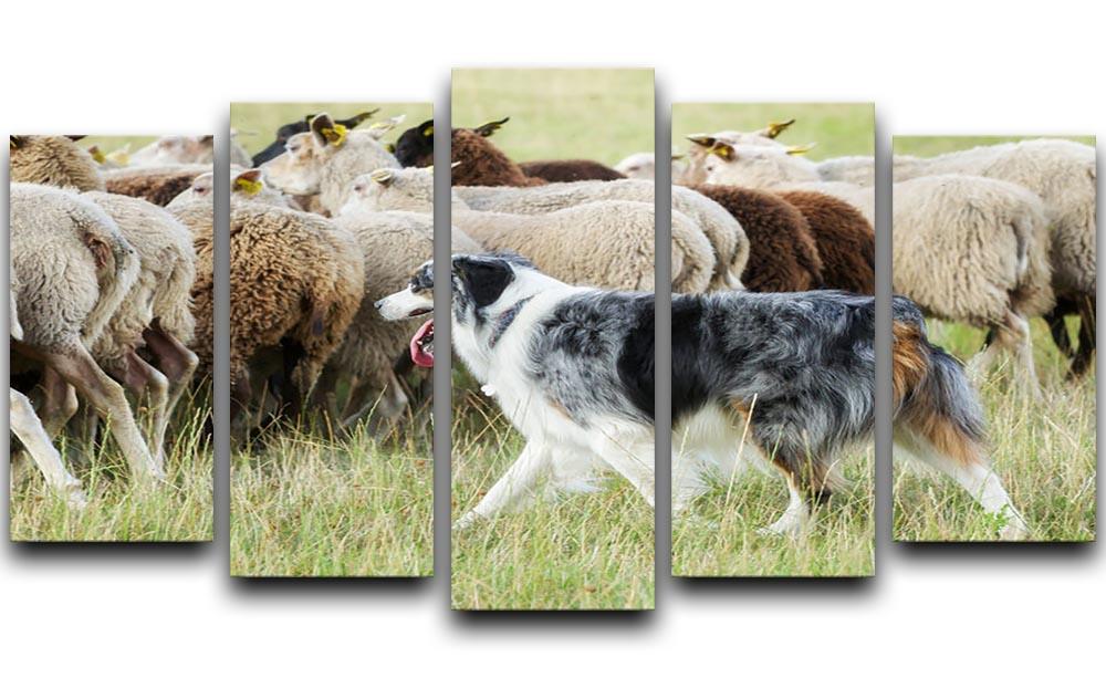 Purebred border collie herding a flock of sheep 5 Split Panel Canvas - Canvas Art Rocks - 1