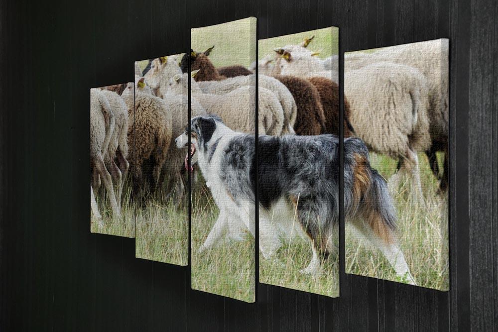 Purebred border collie herding a flock of sheep 5 Split Panel Canvas - Canvas Art Rocks - 2