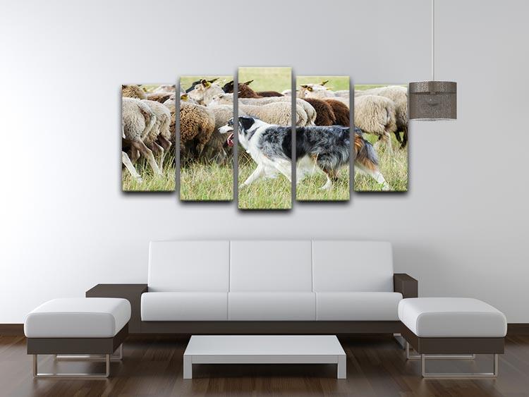 Purebred border collie herding a flock of sheep 5 Split Panel Canvas - Canvas Art Rocks - 3