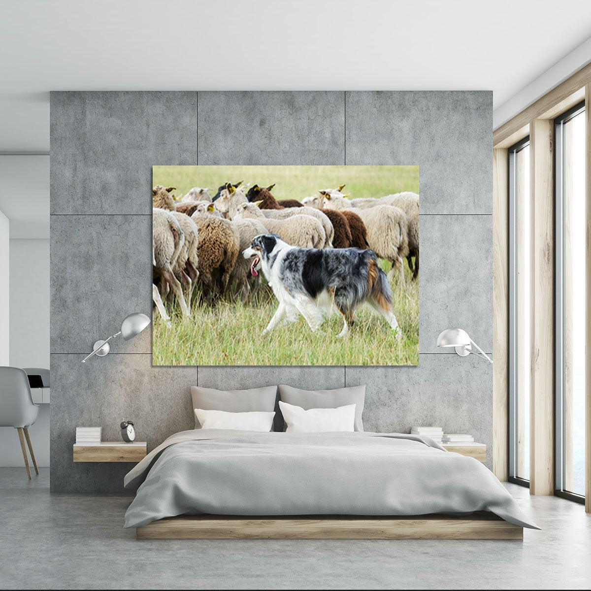 Purebred border collie herding a flock of sheep Canvas Print or Poster