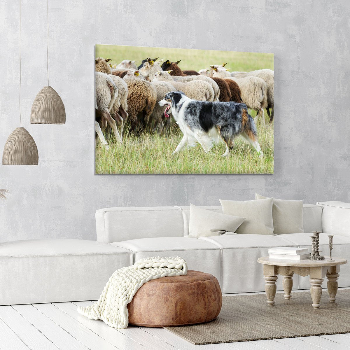Purebred border collie herding a flock of sheep Canvas Print or Poster