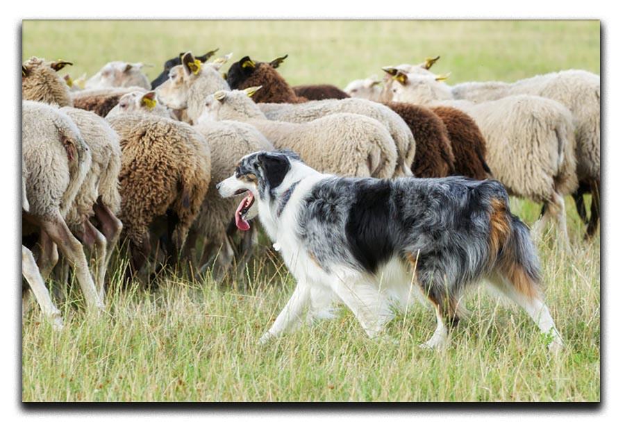 Purebred border collie herding a flock of sheep Canvas Print or Poster - Canvas Art Rocks - 1