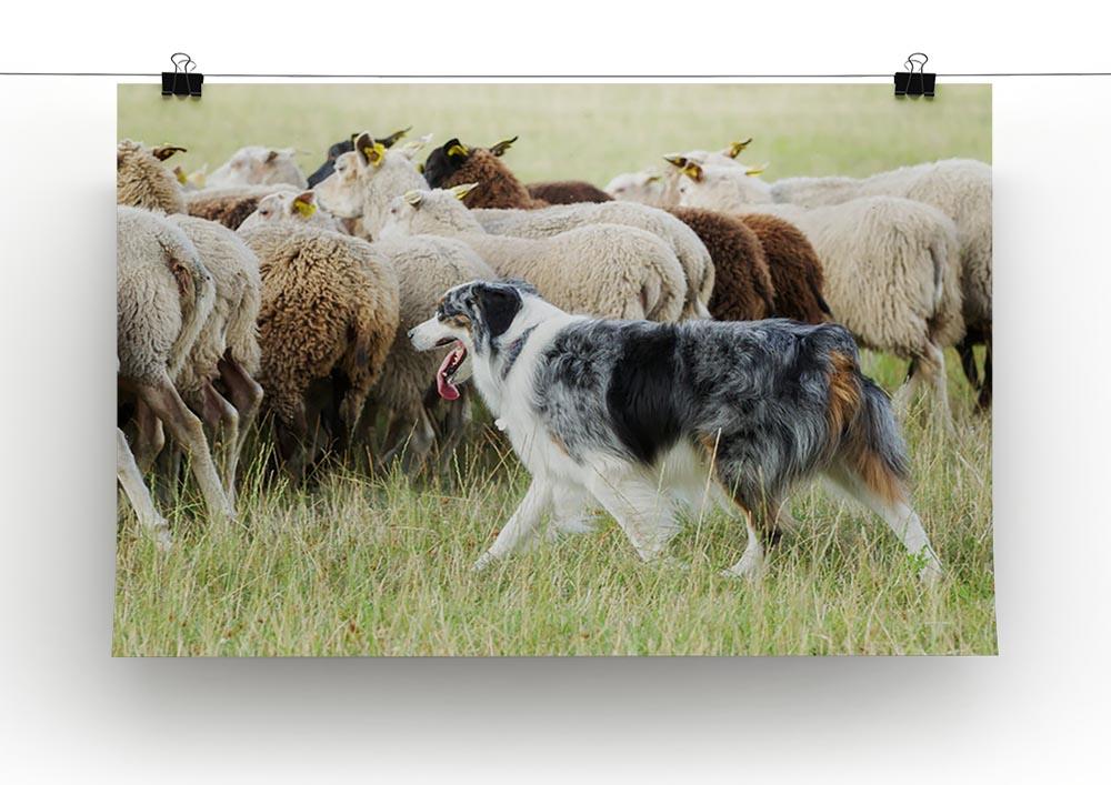 Purebred border collie herding a flock of sheep Canvas Print or Poster - Canvas Art Rocks - 2