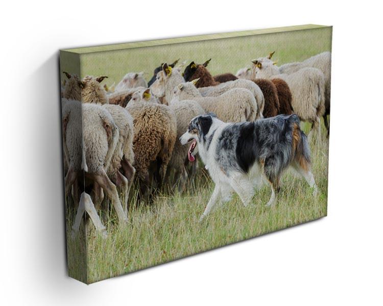 Purebred border collie herding a flock of sheep Canvas Print or Poster - Canvas Art Rocks - 3