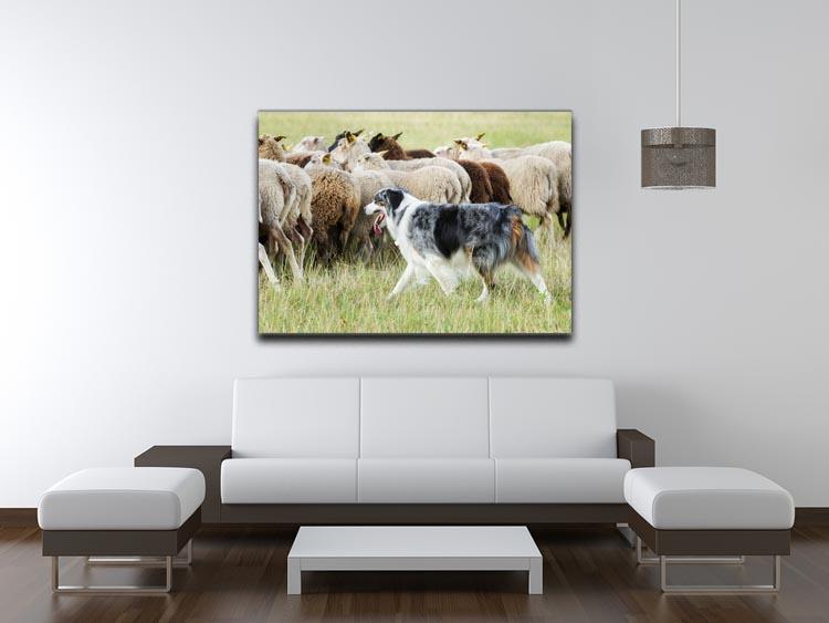 Purebred border collie herding a flock of sheep Canvas Print or Poster - Canvas Art Rocks - 4