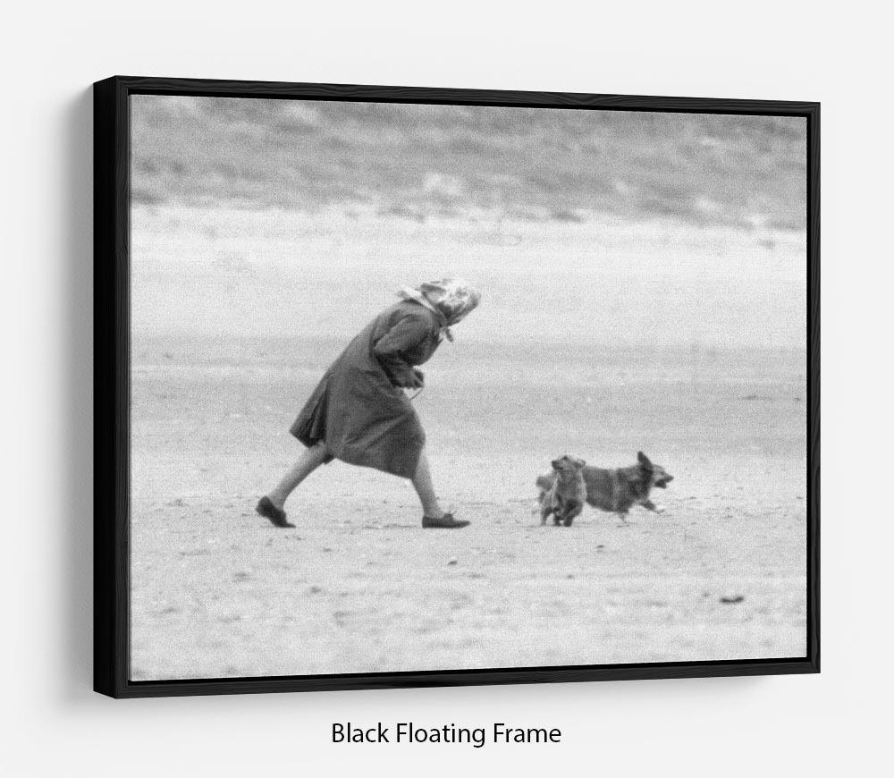 Queen Elizabeth II walking her pet corgis on a Norfolk beach Floating Frame Canvas