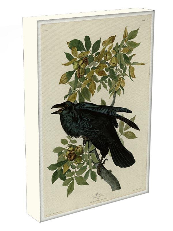 Raven by Audubon Canvas Print or Poster - Canvas Art Rocks - 3