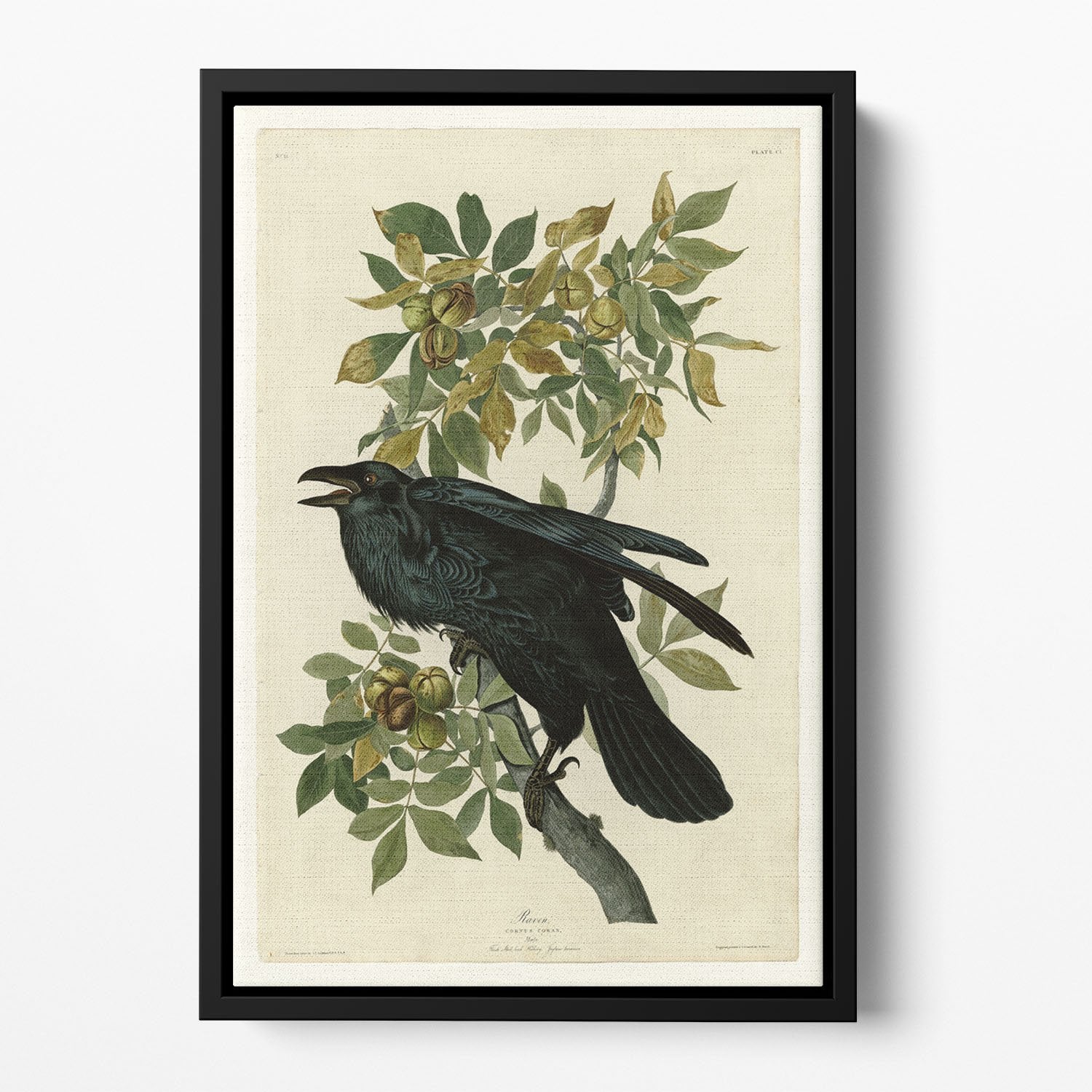 Raven by Audubon Floating Framed Canvas