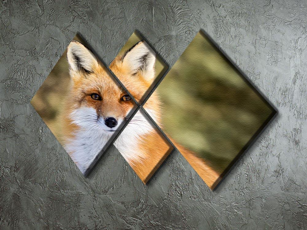 Red Fox - Vulpes vulpes sitting up at attention 4 Square Multi Panel Canvas - Canvas Art Rocks - 2