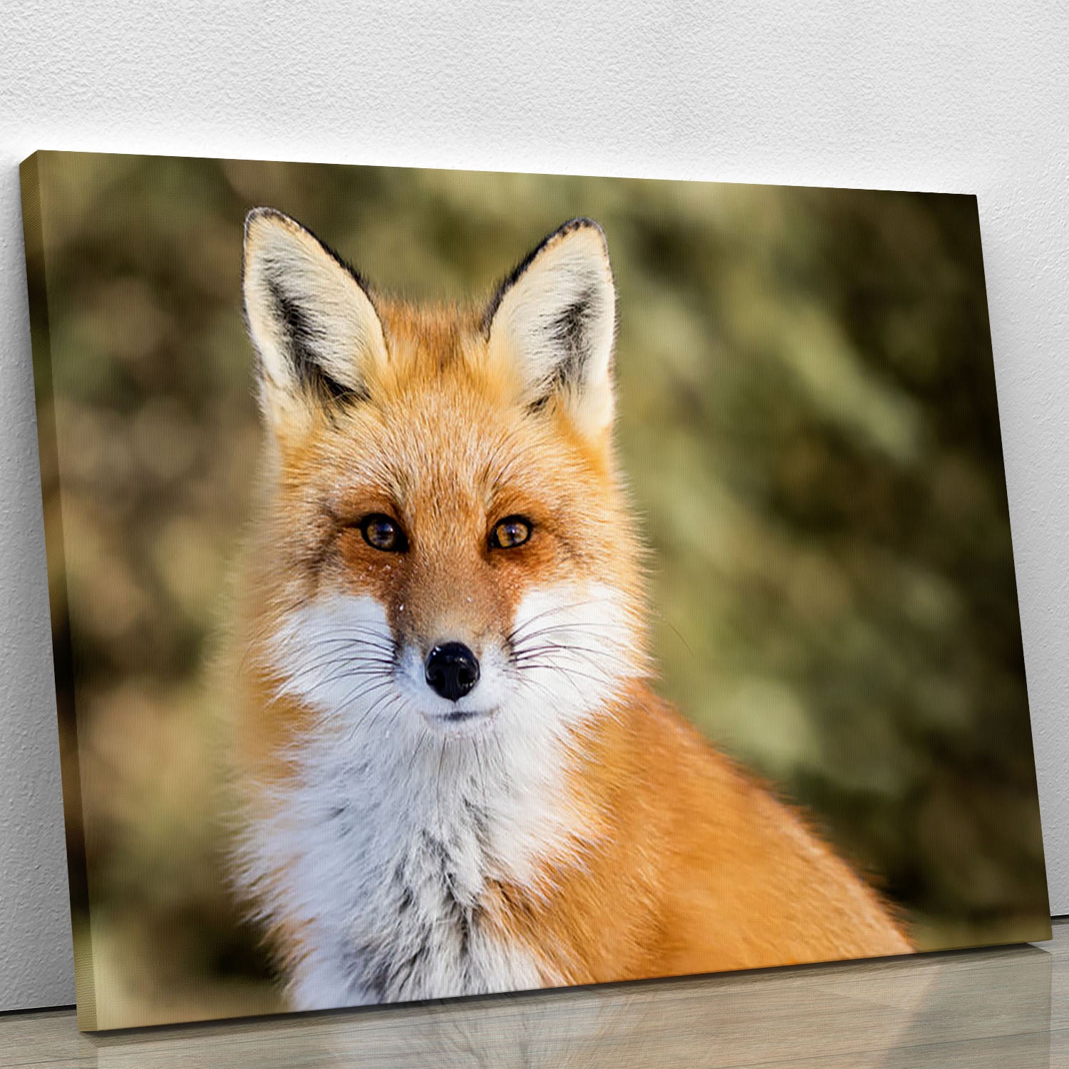 Red Fox - Vulpes vulpes sitting up at attention Canvas Print or Poster - Canvas Art Rocks - 1