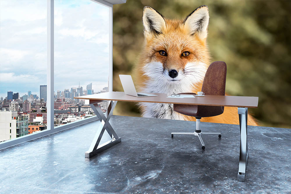 Red Fox - Vulpes vulpes sitting up at attention Wall Mural Wallpaper - Canvas Art Rocks - 3