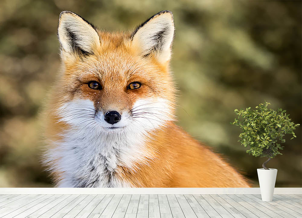 Red Fox - Vulpes vulpes sitting up at attention Wall Mural Wallpaper - Canvas Art Rocks - 4