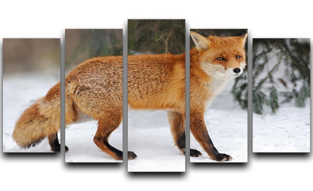 Red Fox Vulpes vulpes in winter time 5 Split Panel Canvas - Canvas Art Rocks - 1