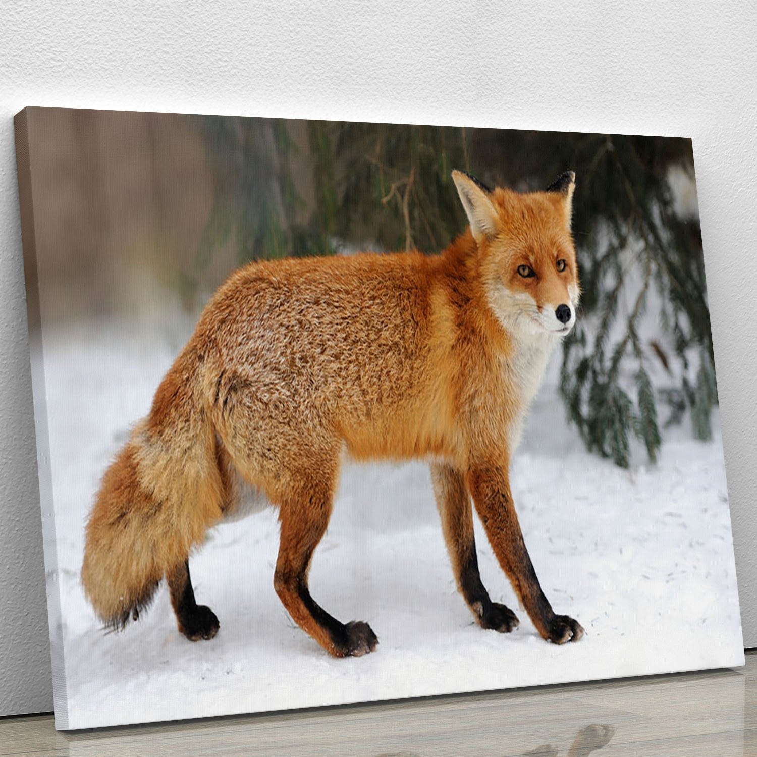Red Fox Vulpes vulpes in winter time Canvas Print or Poster