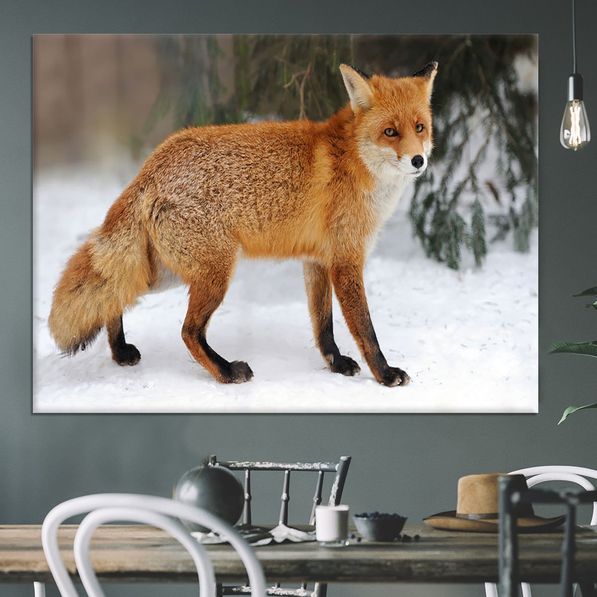 Red Fox Vulpes vulpes in winter time Canvas Print or Poster