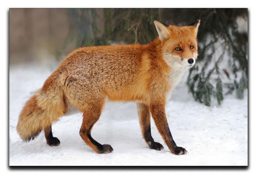 Red Fox Vulpes vulpes in winter time Canvas Print or Poster - Canvas Art Rocks - 1