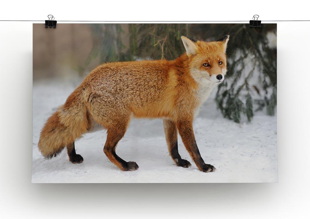 Red Fox Vulpes vulpes in winter time Canvas Print or Poster - Canvas Art Rocks - 2