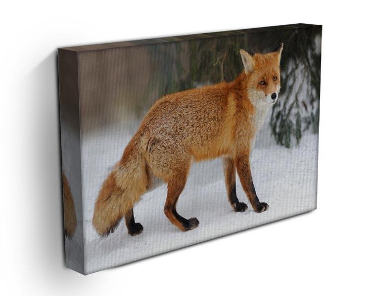 Red Fox Vulpes vulpes in winter time Canvas Print or Poster - Canvas Art Rocks - 3