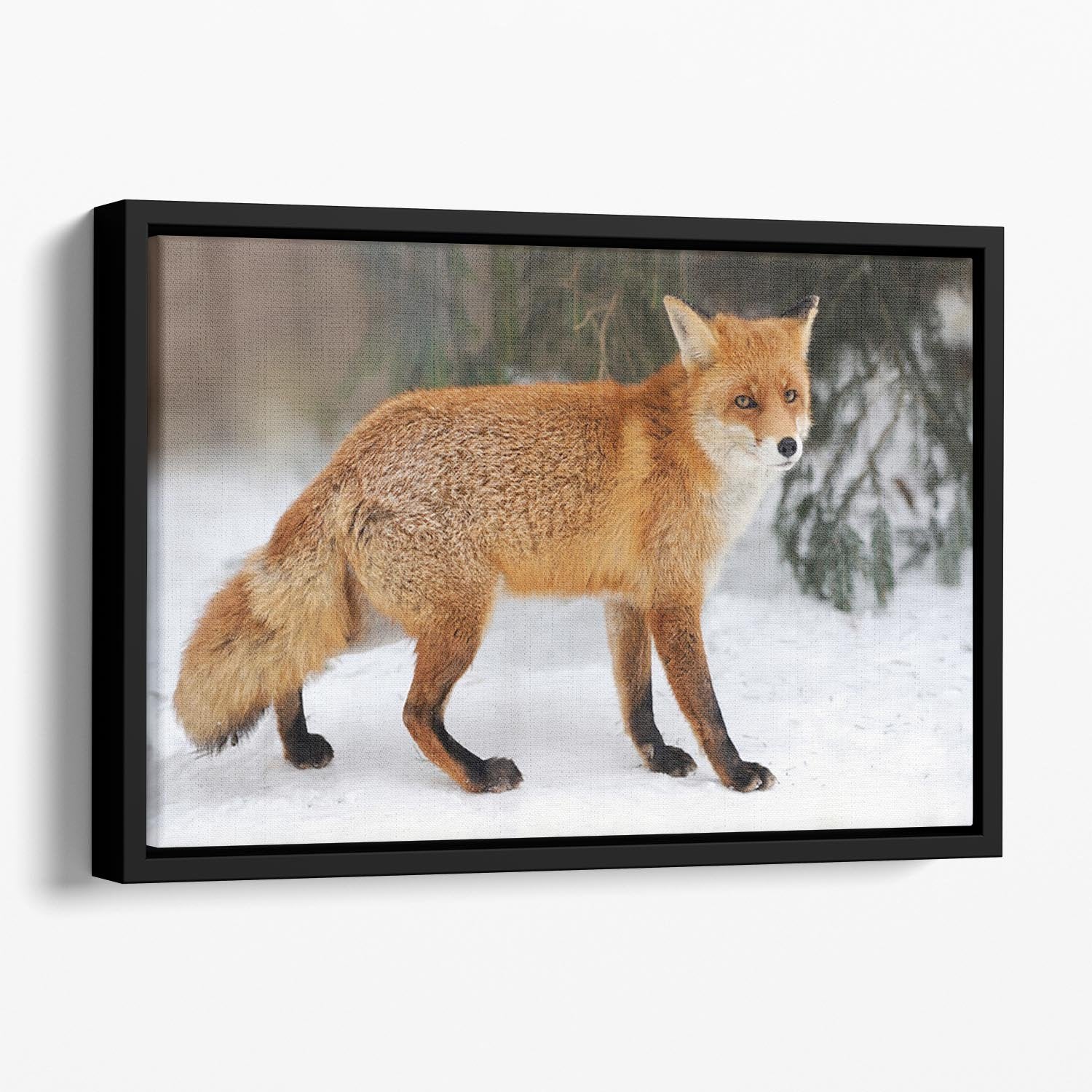 Red Fox Vulpes vulpes in winter time Floating Framed Canvas - Canvas Art Rocks - 1