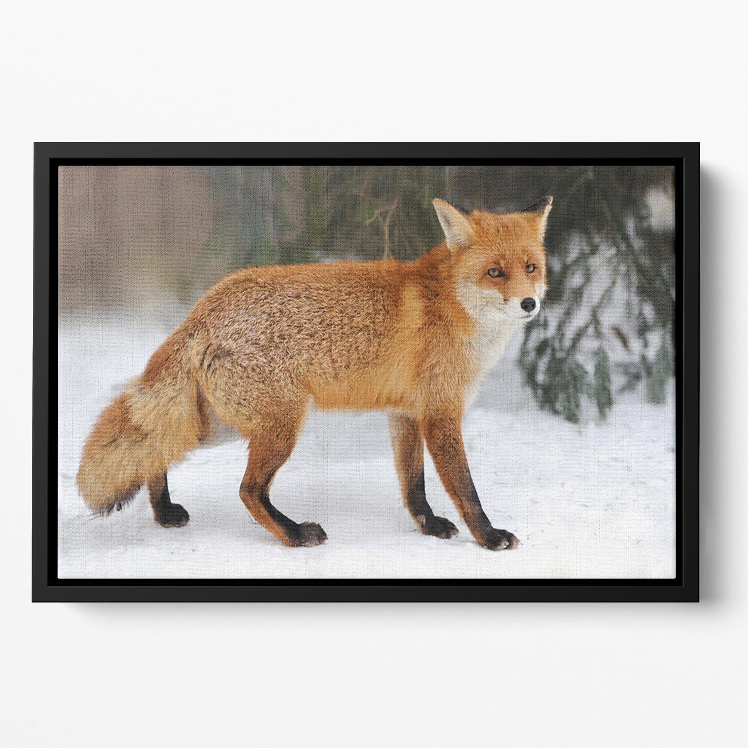 Red Fox Vulpes vulpes in winter time Floating Framed Canvas - Canvas Art Rocks - 2