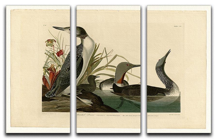 Red Throated Diver by Audubon 3 Split Panel Canvas Print - Canvas Art Rocks - 1