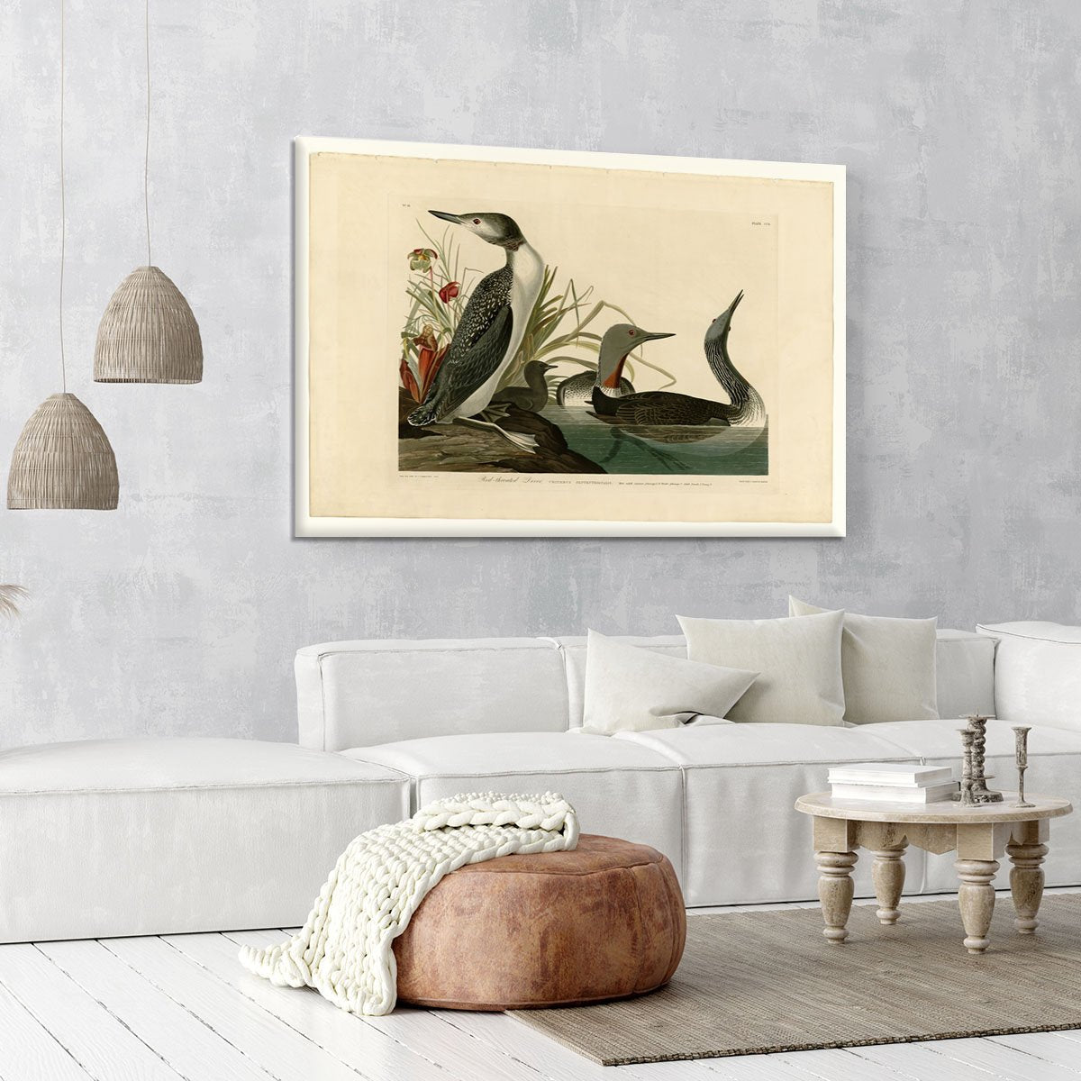 Red Throated Diver by Audubon Canvas Print or Poster