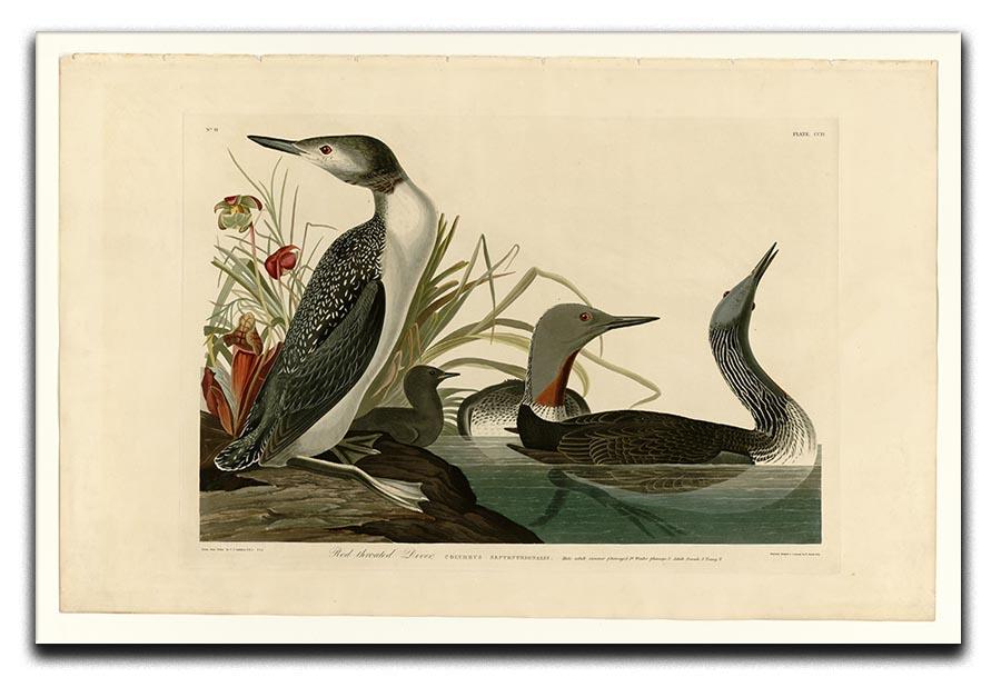 Red Throated Diver by Audubon Canvas Print or Poster - Canvas Art Rocks - 1
