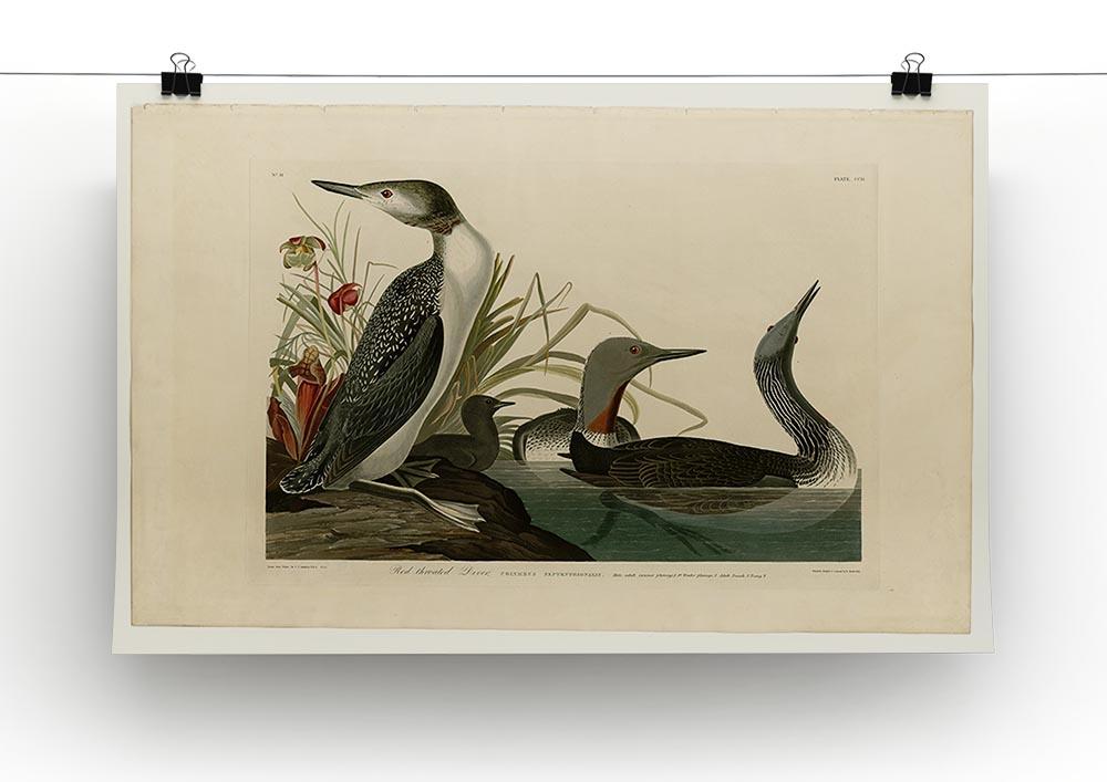 Red Throated Diver by Audubon Canvas Print or Poster - Canvas Art Rocks - 2