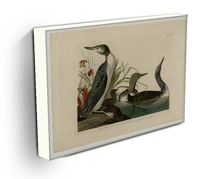 Red Throated Diver by Audubon Canvas Print or Poster - Canvas Art Rocks - 3