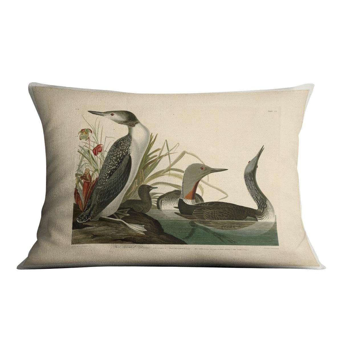 Red Throated Diver by Audubon Cushion