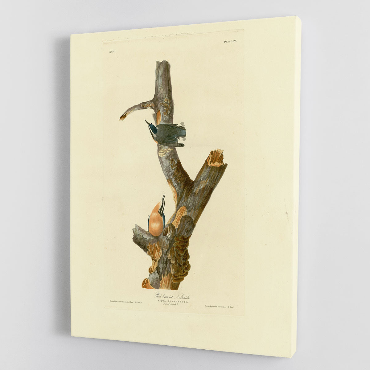 Red breasted Nuthatch by Audubon Canvas Print or Poster - Canvas Art Rocks - 1