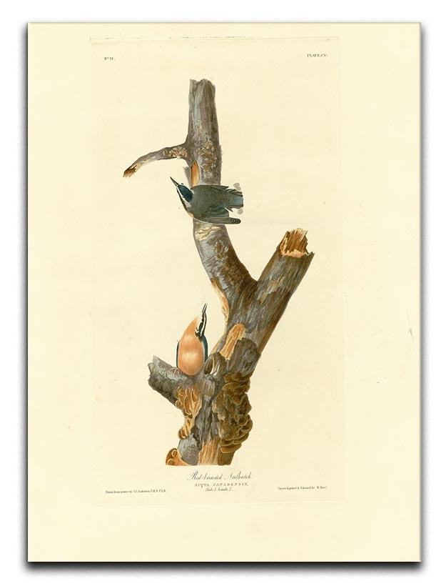 Red breasted Nuthatch by Audubon Canvas Print or Poster - Canvas Art Rocks - 1
