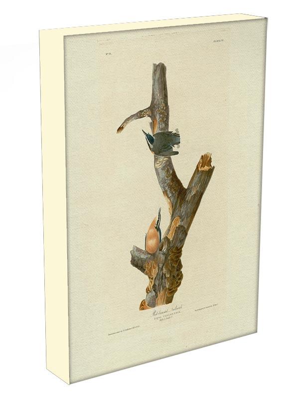 Red breasted Nuthatch by Audubon Canvas Print or Poster - Canvas Art Rocks - 3