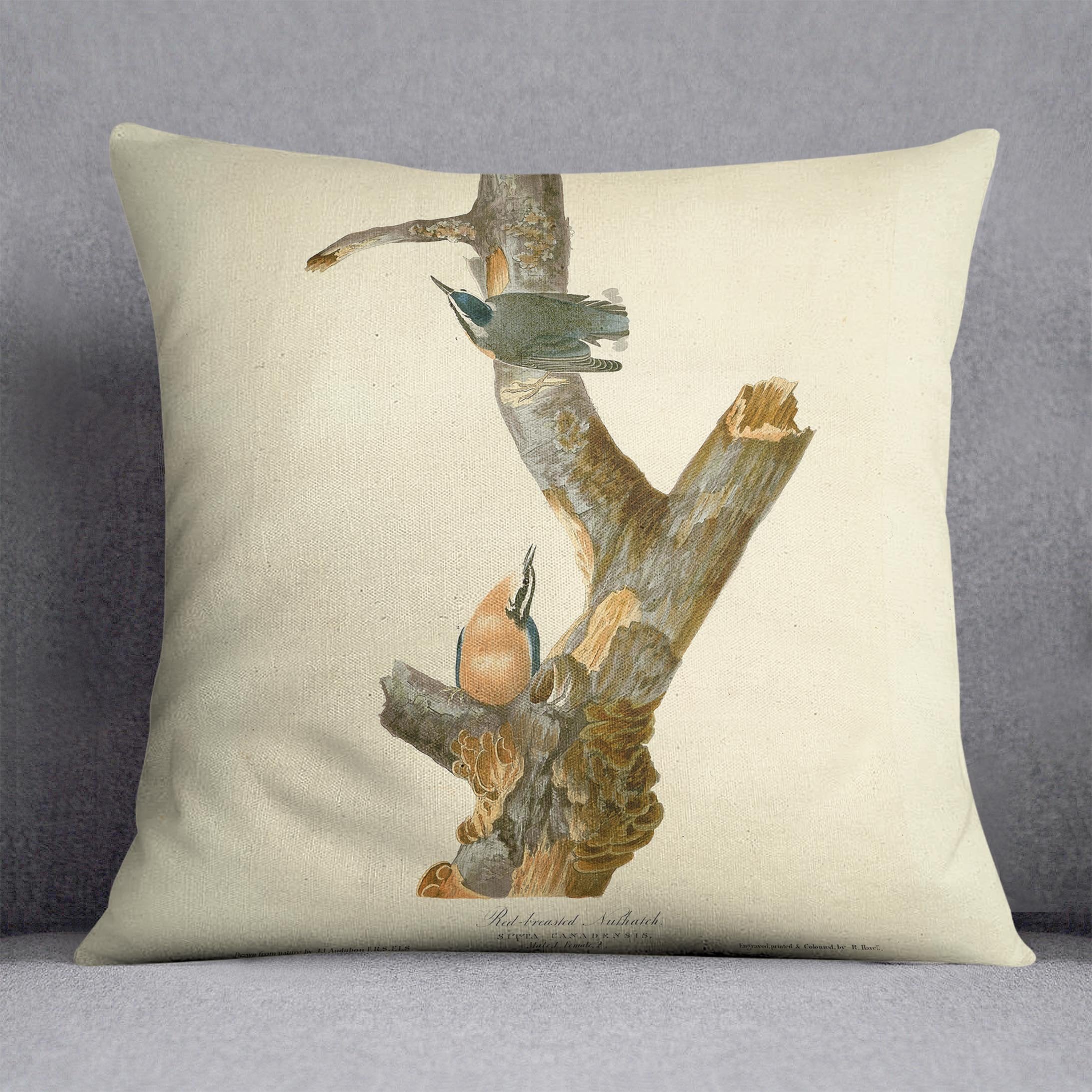 Red breasted Nuthatch by Audubon Cushion