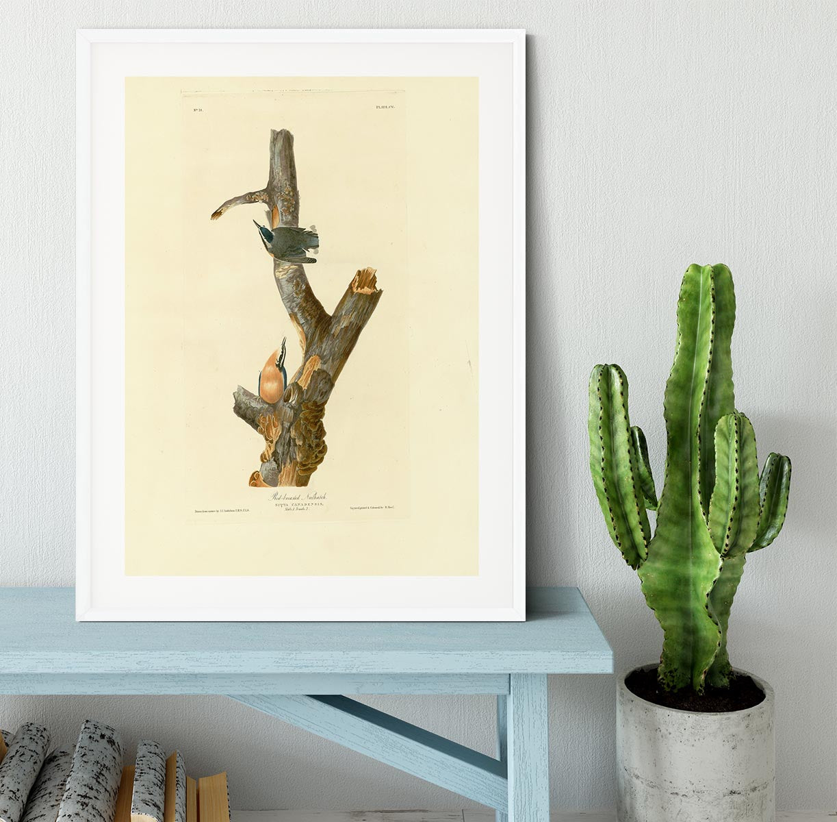 Red breasted Nuthatch by Audubon Framed Print - Canvas Art Rocks - 5