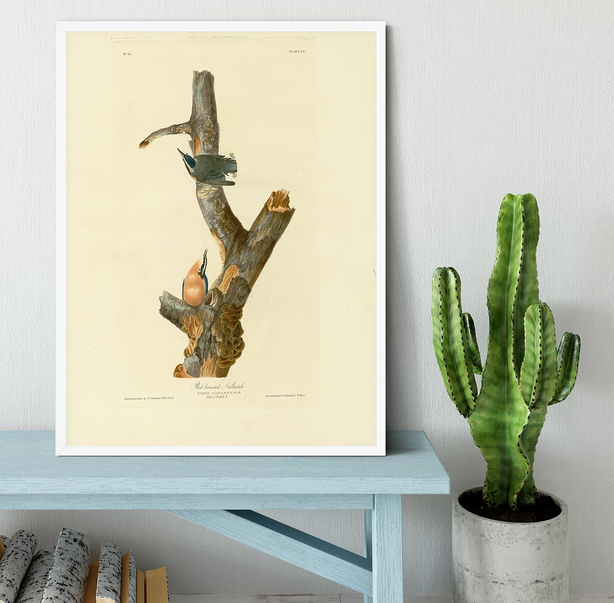 Red breasted Nuthatch by Audubon Framed Print - Canvas Art Rocks -6