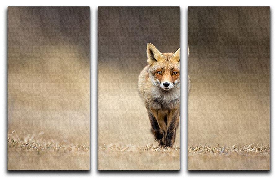 Red fox 3 Split Panel Canvas Print - Canvas Art Rocks - 1