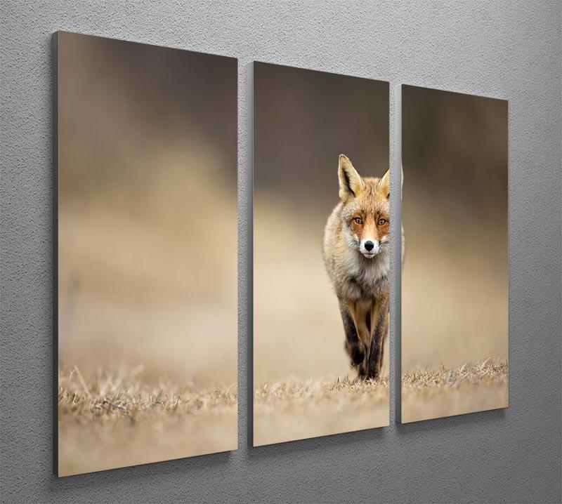 Red fox 3 Split Panel Canvas Print - Canvas Art Rocks - 2