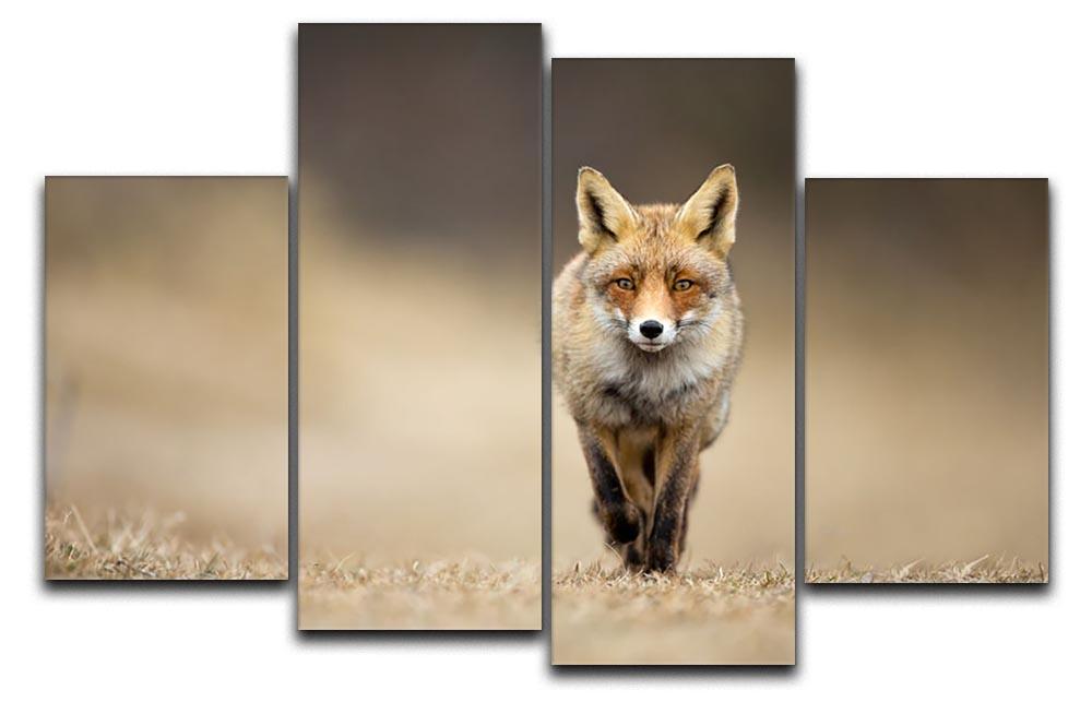 Red fox 4 Split Panel Canvas - Canvas Art Rocks - 1