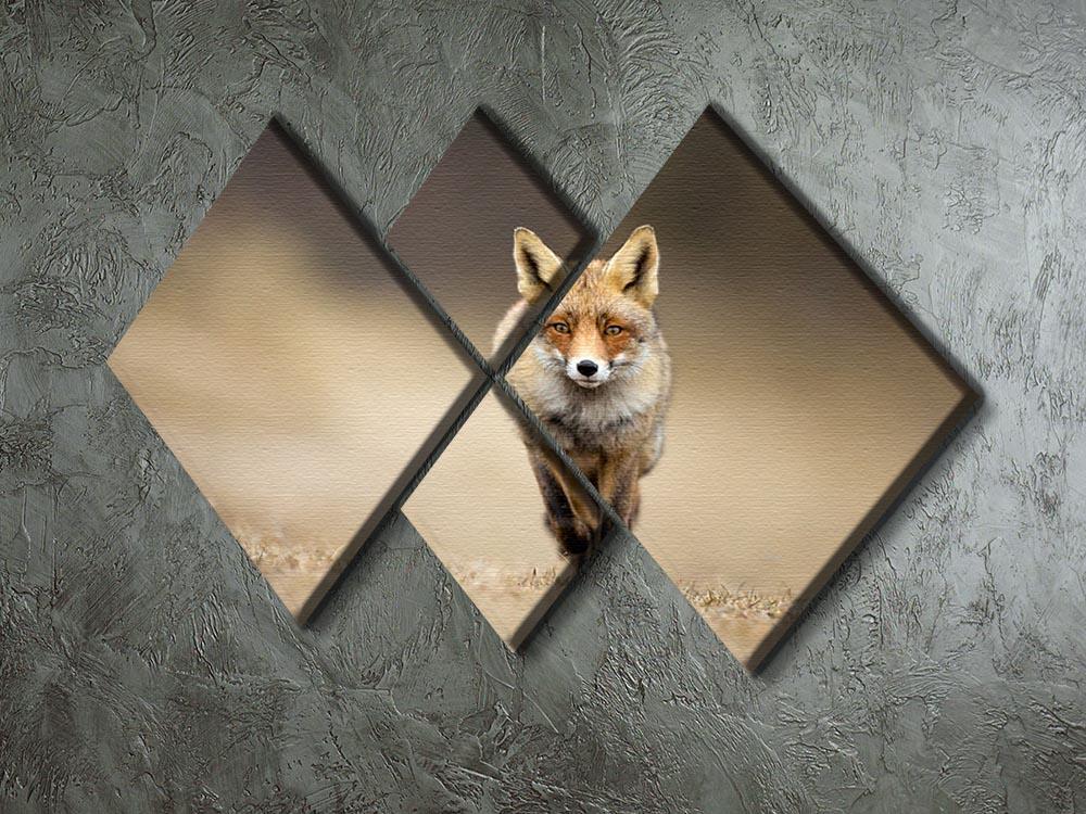 Red fox 4 Square Multi Panel Canvas - Canvas Art Rocks - 2