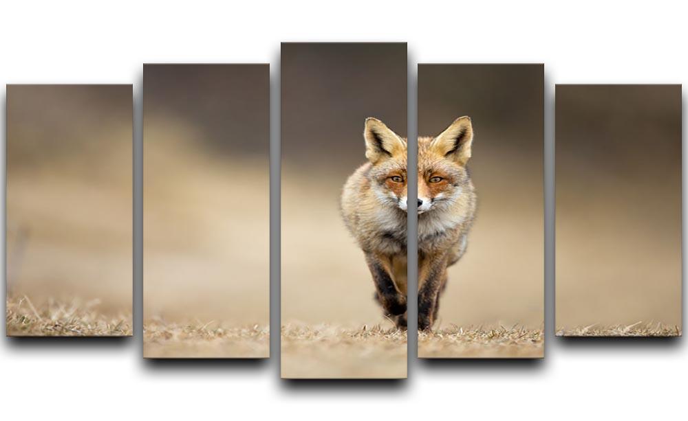 Red fox 5 Split Panel Canvas - Canvas Art Rocks - 1
