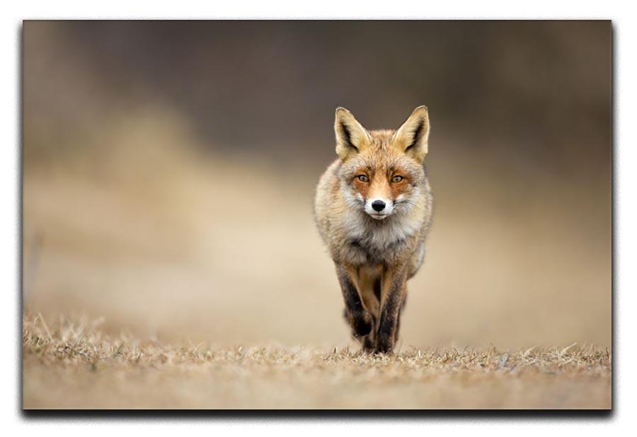 Red fox Canvas Print or Poster - Canvas Art Rocks - 1