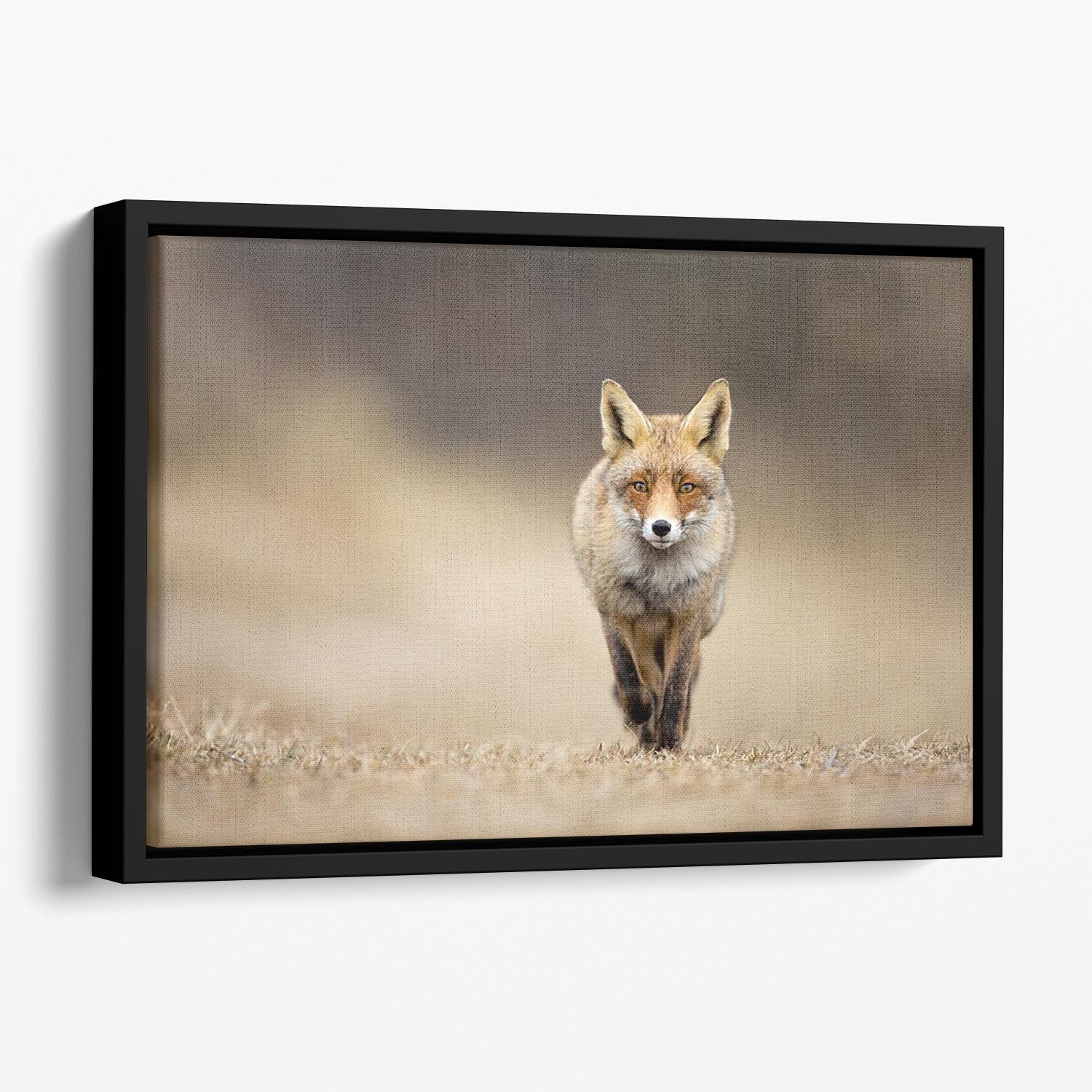 Red fox Floating Framed Canvas - Canvas Art Rocks - 1