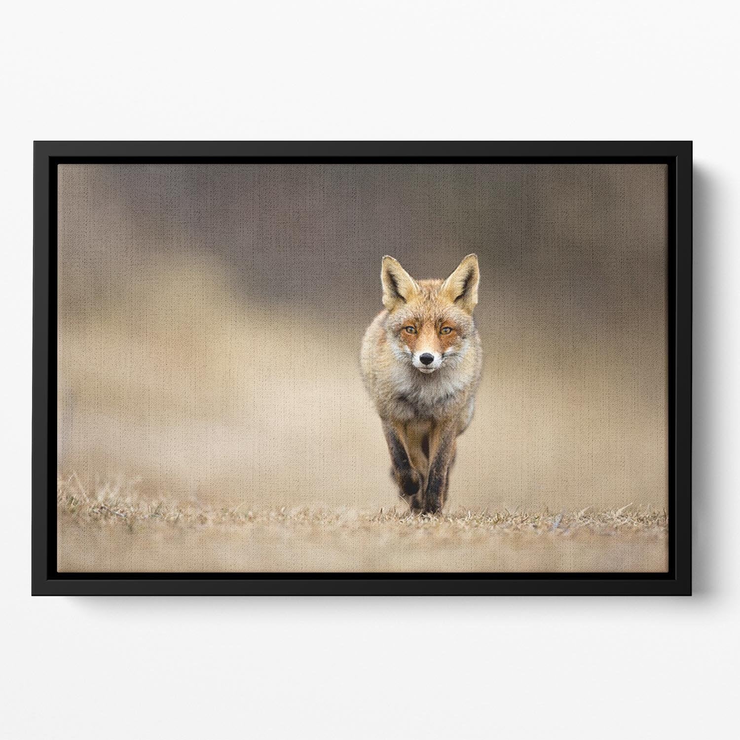 Red fox Floating Framed Canvas - Canvas Art Rocks - 2